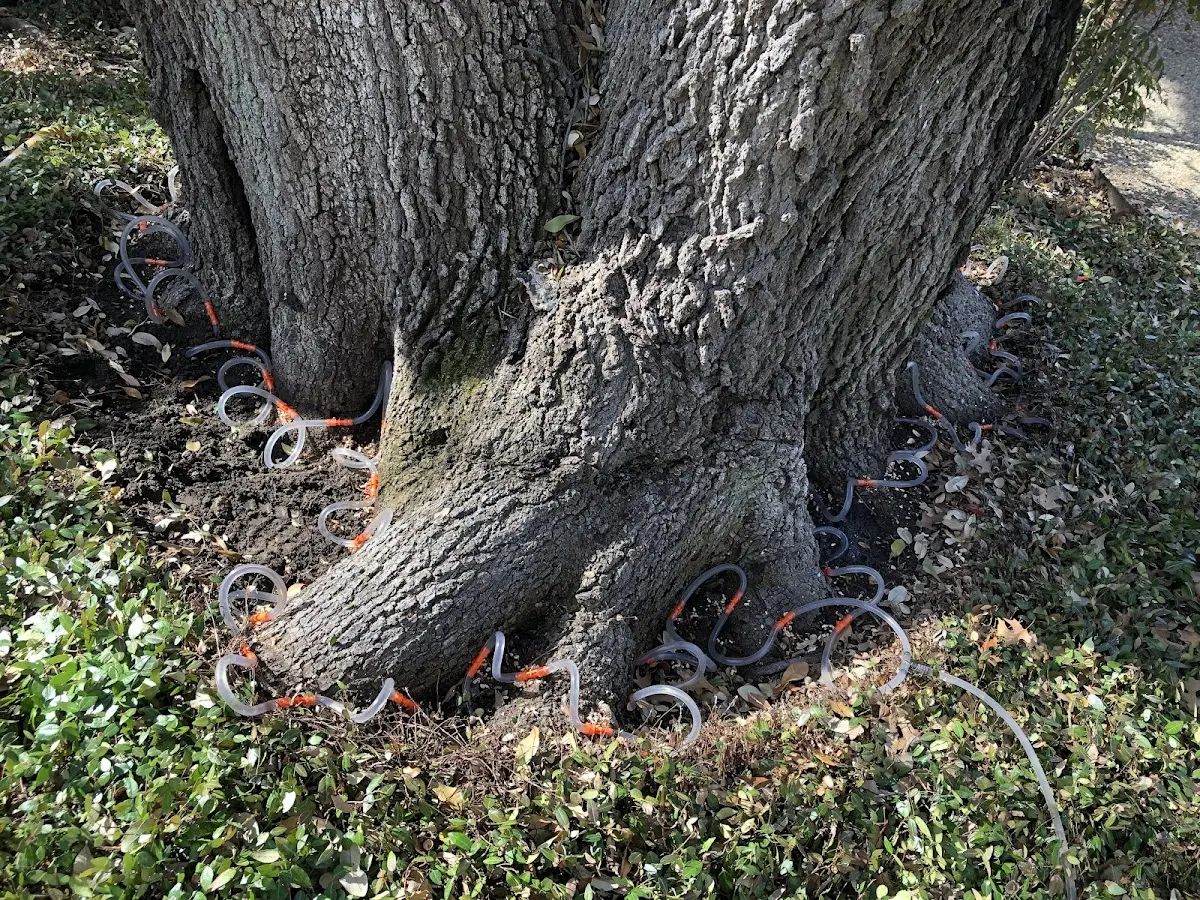 Detailed Tree Cabling and Bracing job site in Freedom