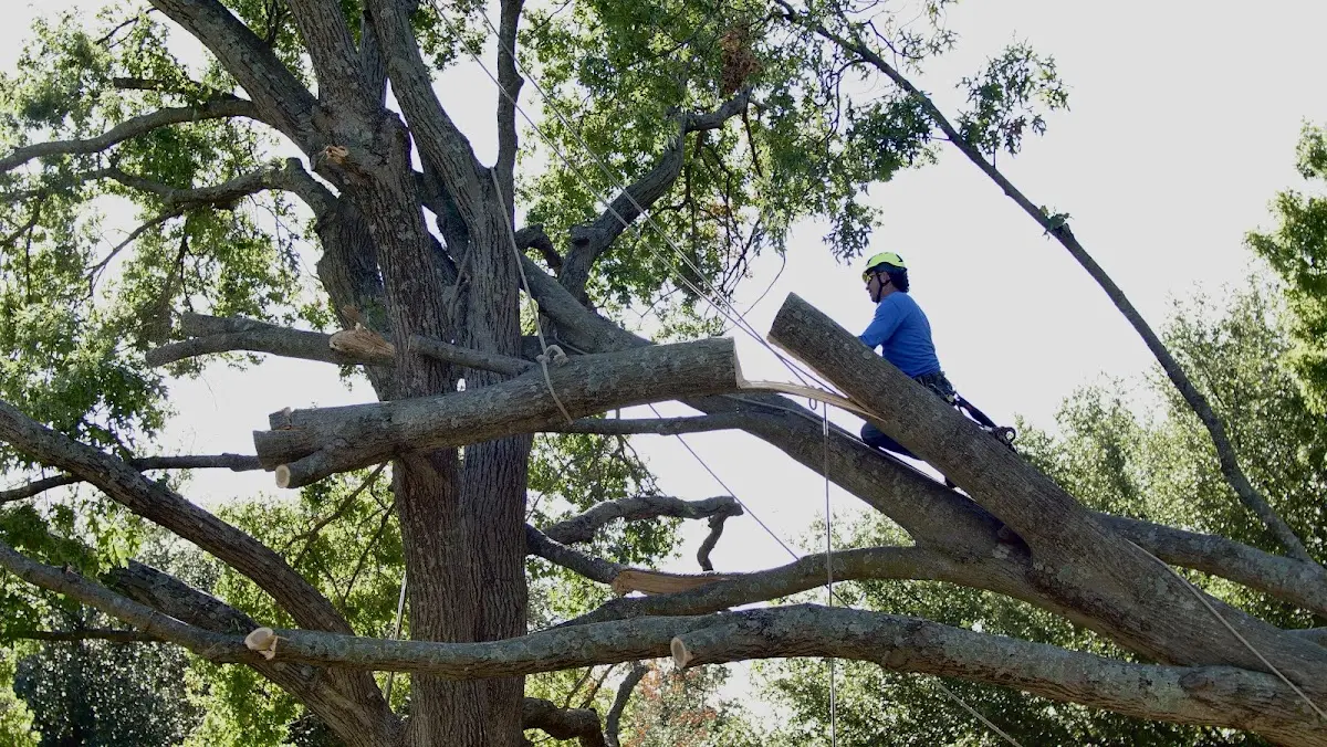 Professional Crown Thinning performed by certified arborists in Freedom
