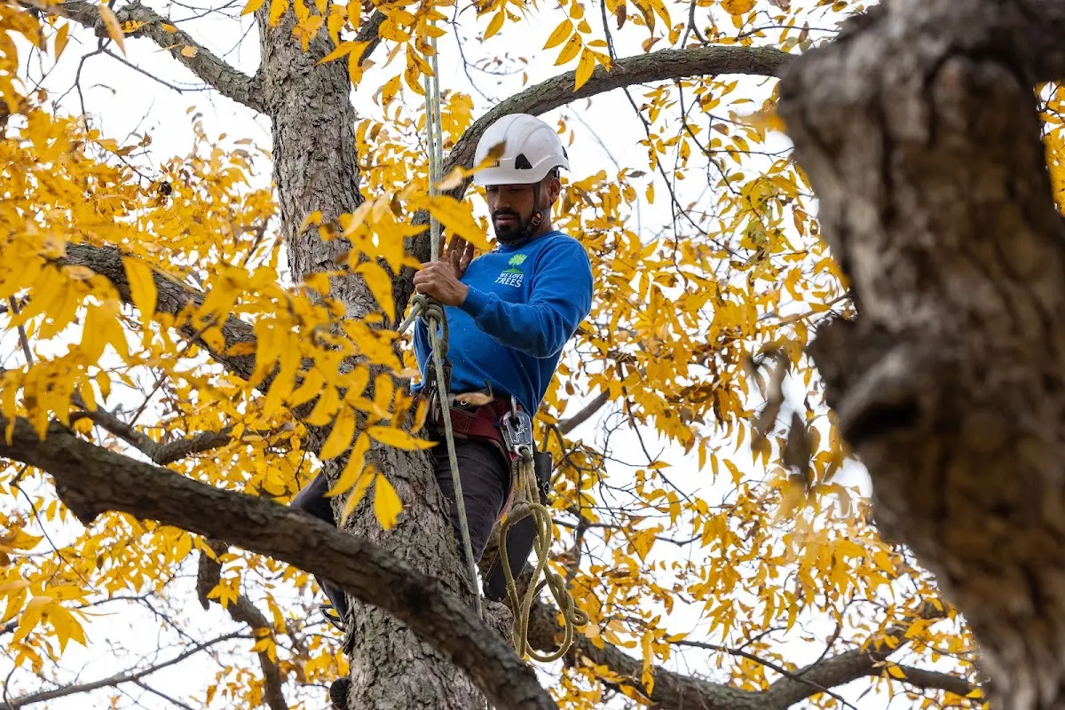 Skilled Emergency Tree Service crew working in Freedom