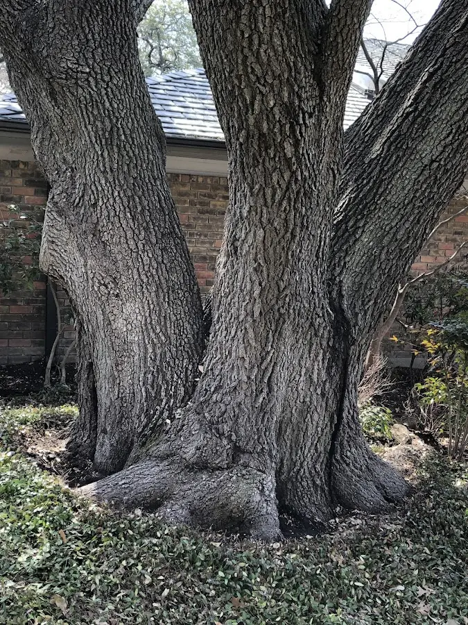 Mature heritage tree close to a Freedom property cared for by certified arborists